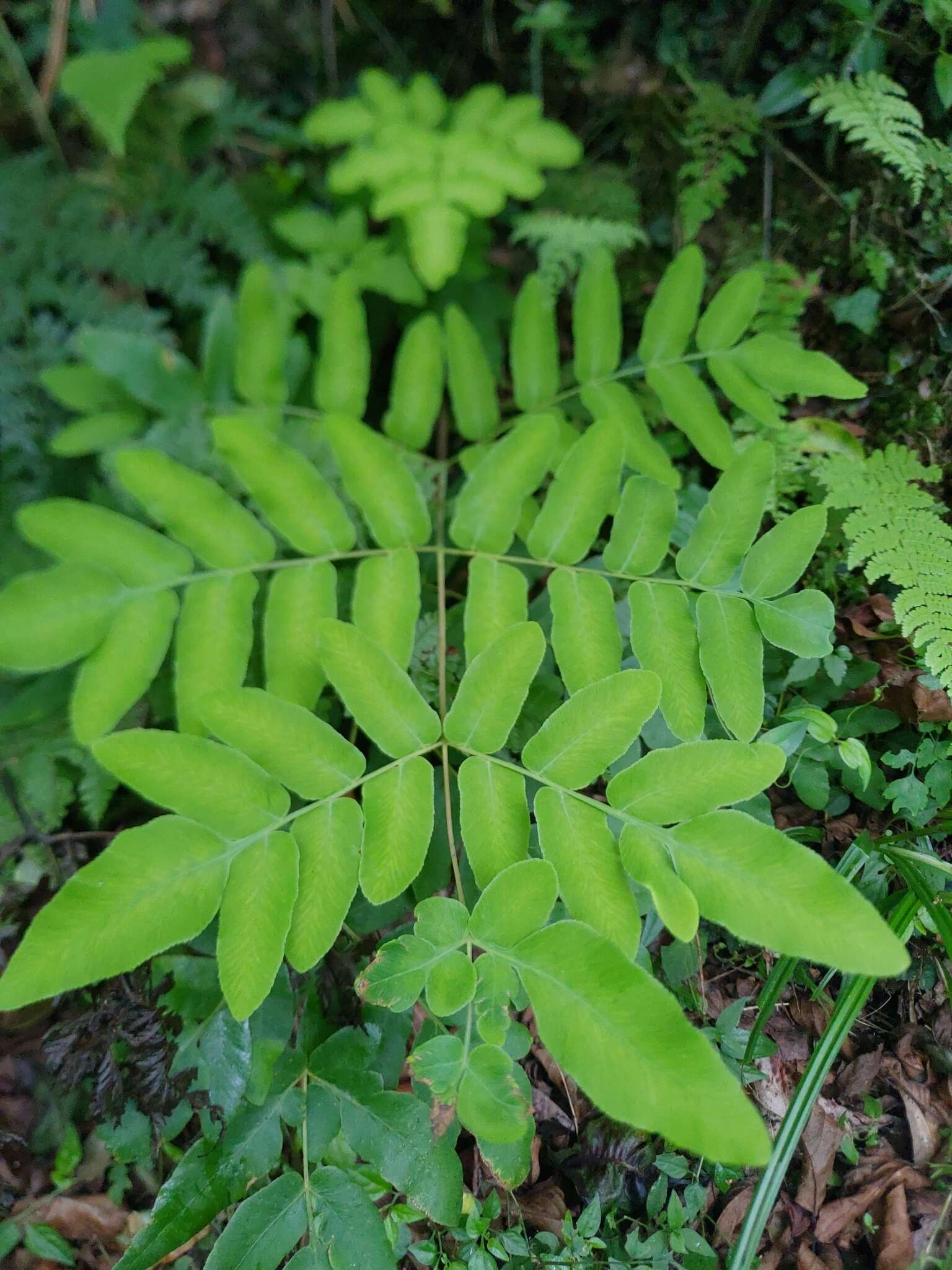 Слика од Osmunda japonica Thunb.