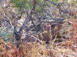 Image of Varanus panoptes rubidus Storr 1980