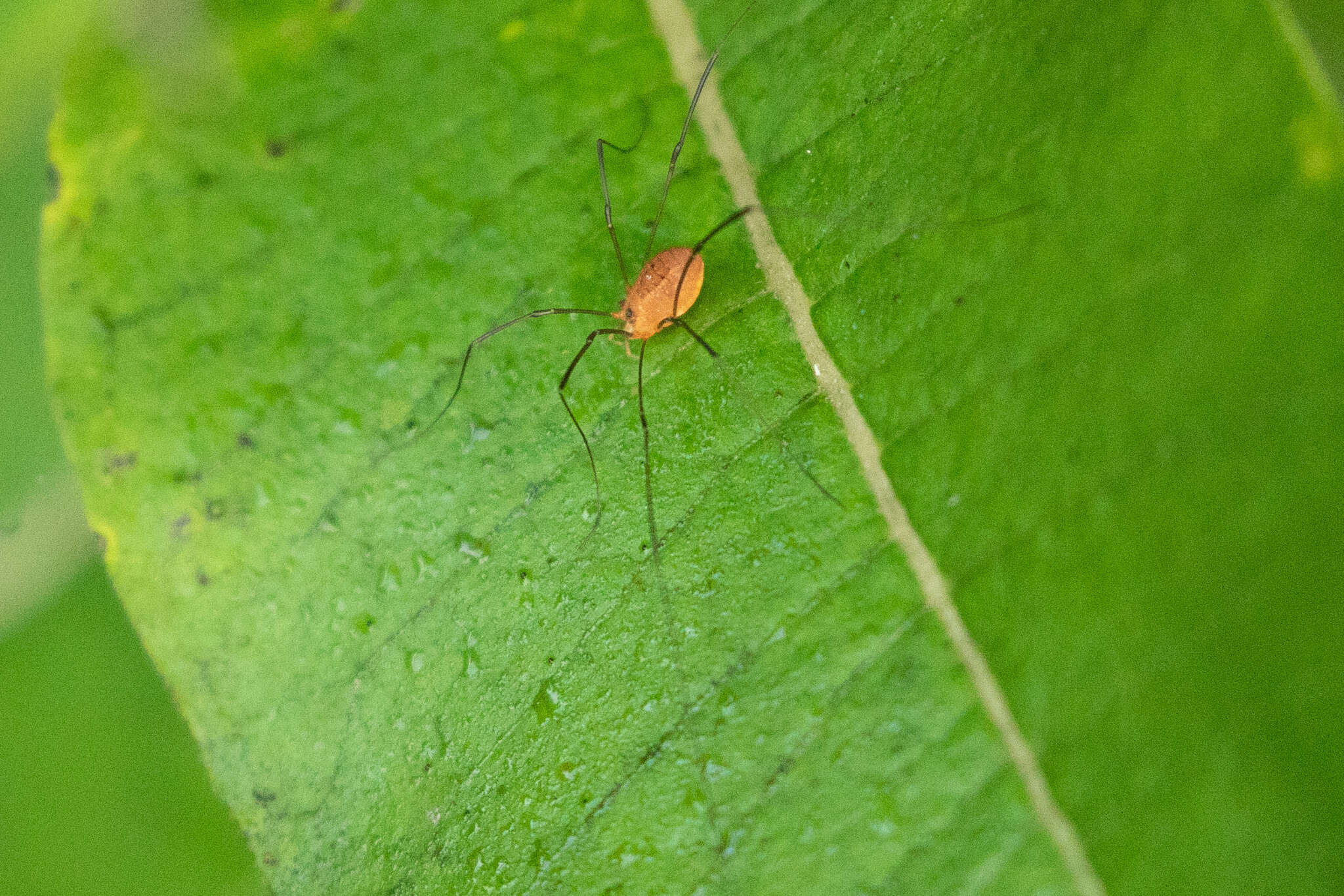 Image of Leiobunum politum (Wood 1868)