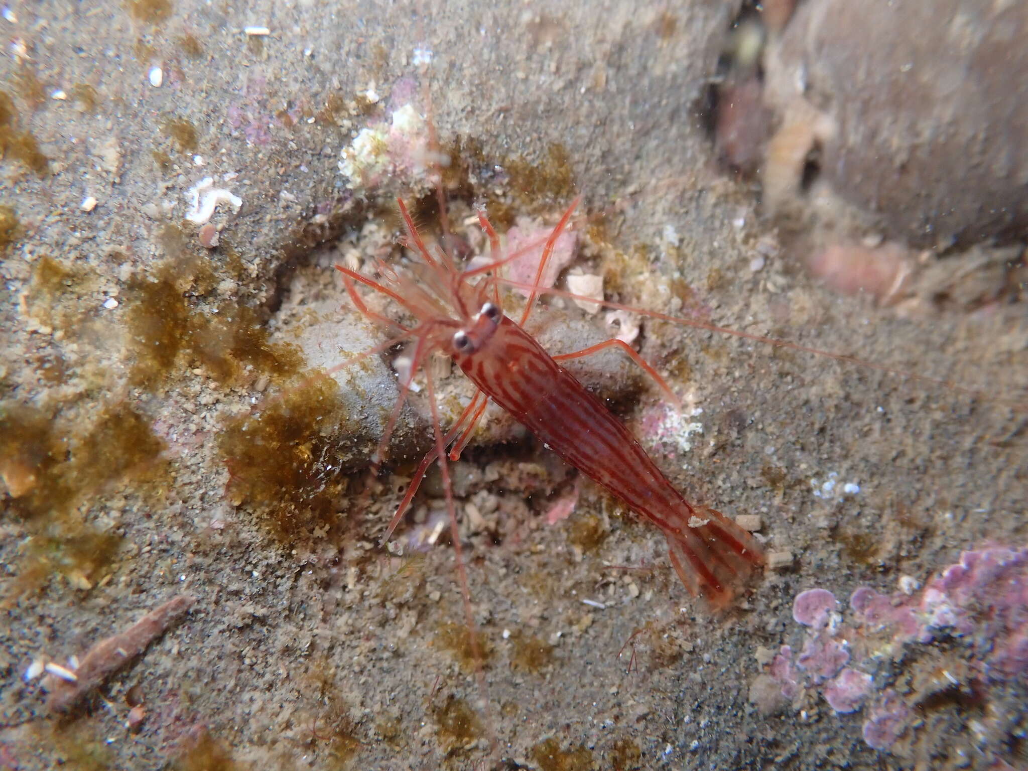 Image of Indian lined shrimp