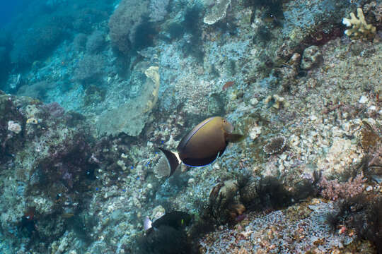 Image of Orange socket surgeonfish