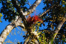 Image of Tillandsia capitata Griseb.