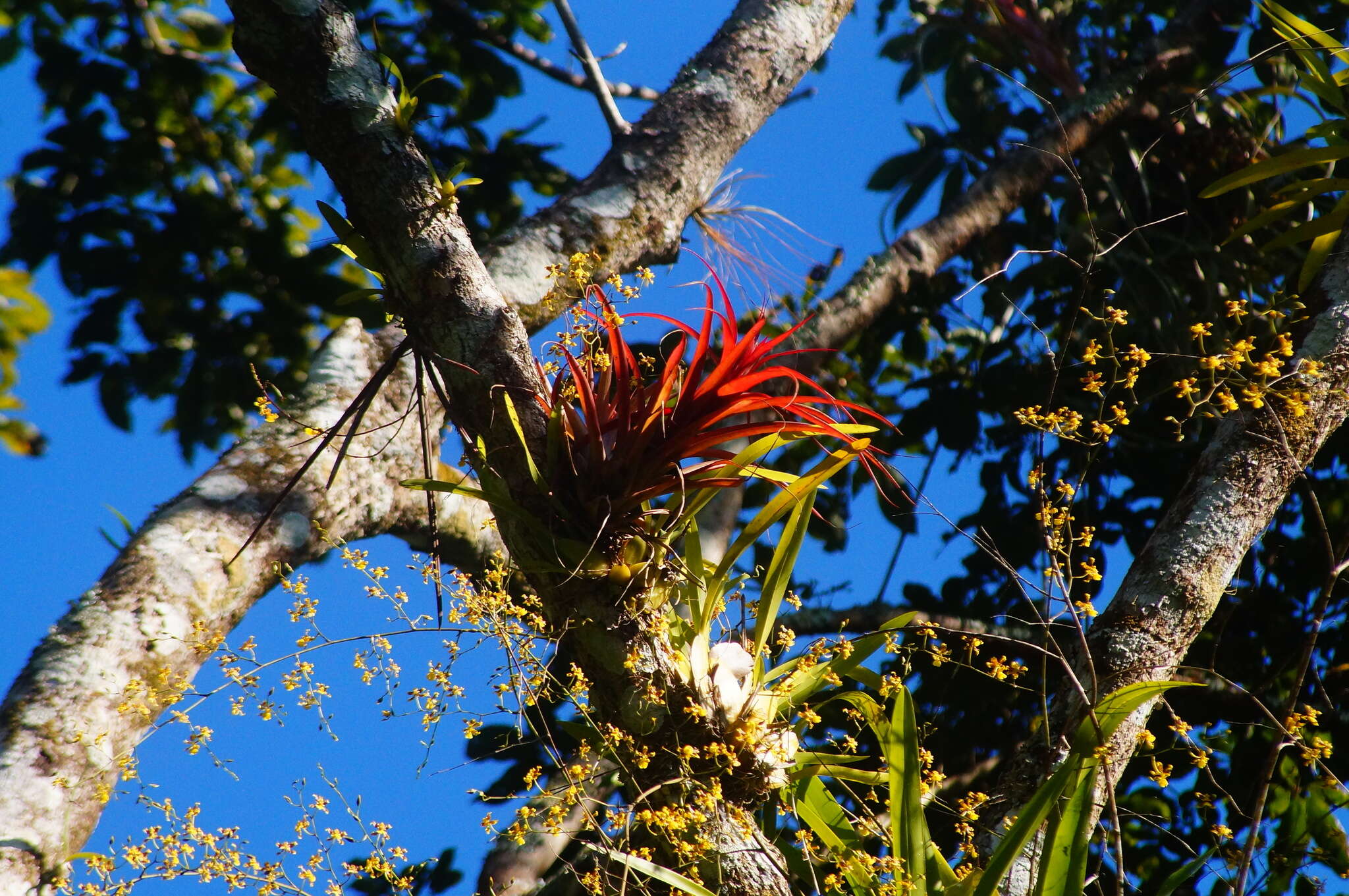 Imagem de Tillandsia capitata Griseb.