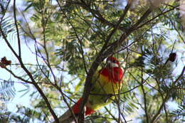 Image of Platycercus eximius diemenensis North 1911