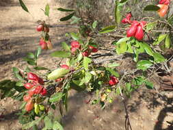 Majidea zanguebarica subsp. madagascariensis (Baill.) Capuron的圖片