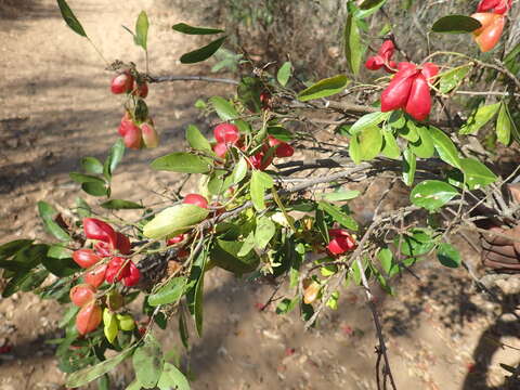 Imagem de Majidea zanguebarica subsp. madagascariensis (Baill.) Capuron