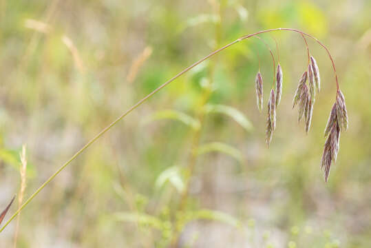 Image of arctic brome