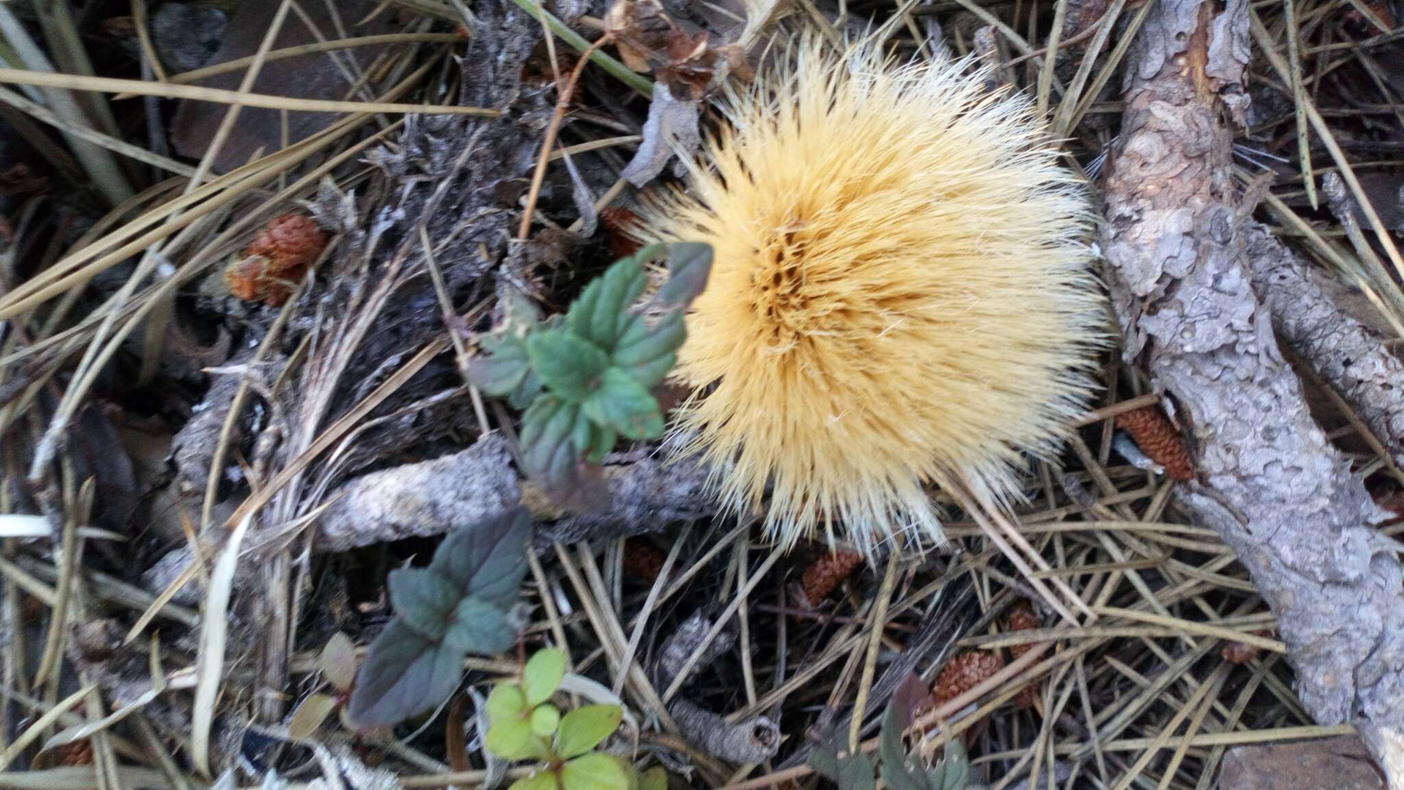 Image of Carlina acanthifolia subsp. utzka (Hacq.) H. Meusel & A. Kästner