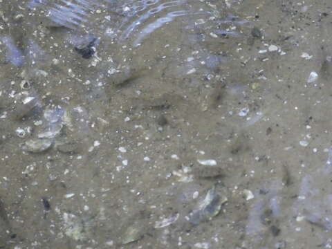 Image of Bahama sheepshead minnow