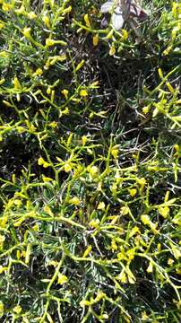 Image of Anthyllis hystrix (Barcelo) Cardona et al.