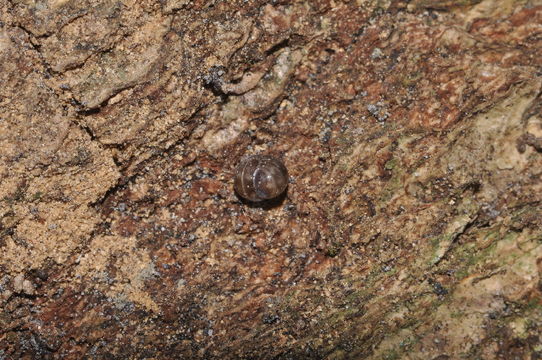 Image of <i>Glomeridella minima</i> (Latzel 1884)