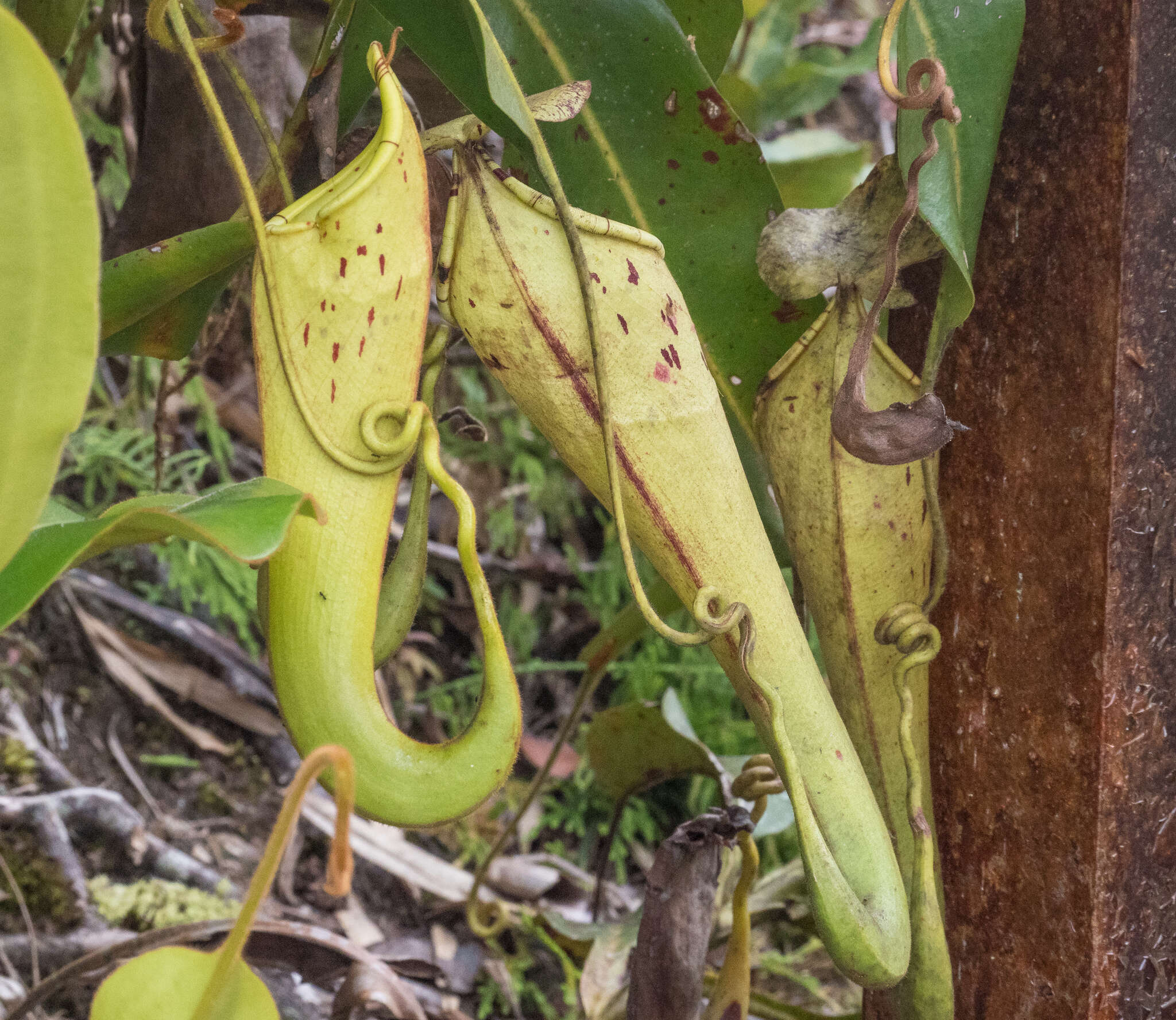 Image of Nepenthes chaniana C. Clarke, Chi. C. Lee & S. McPherson