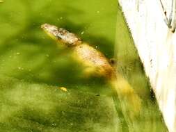 Image of Belize Crocodile