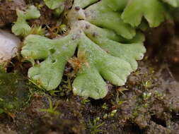 Image of Riccia bifurca Hoffm.