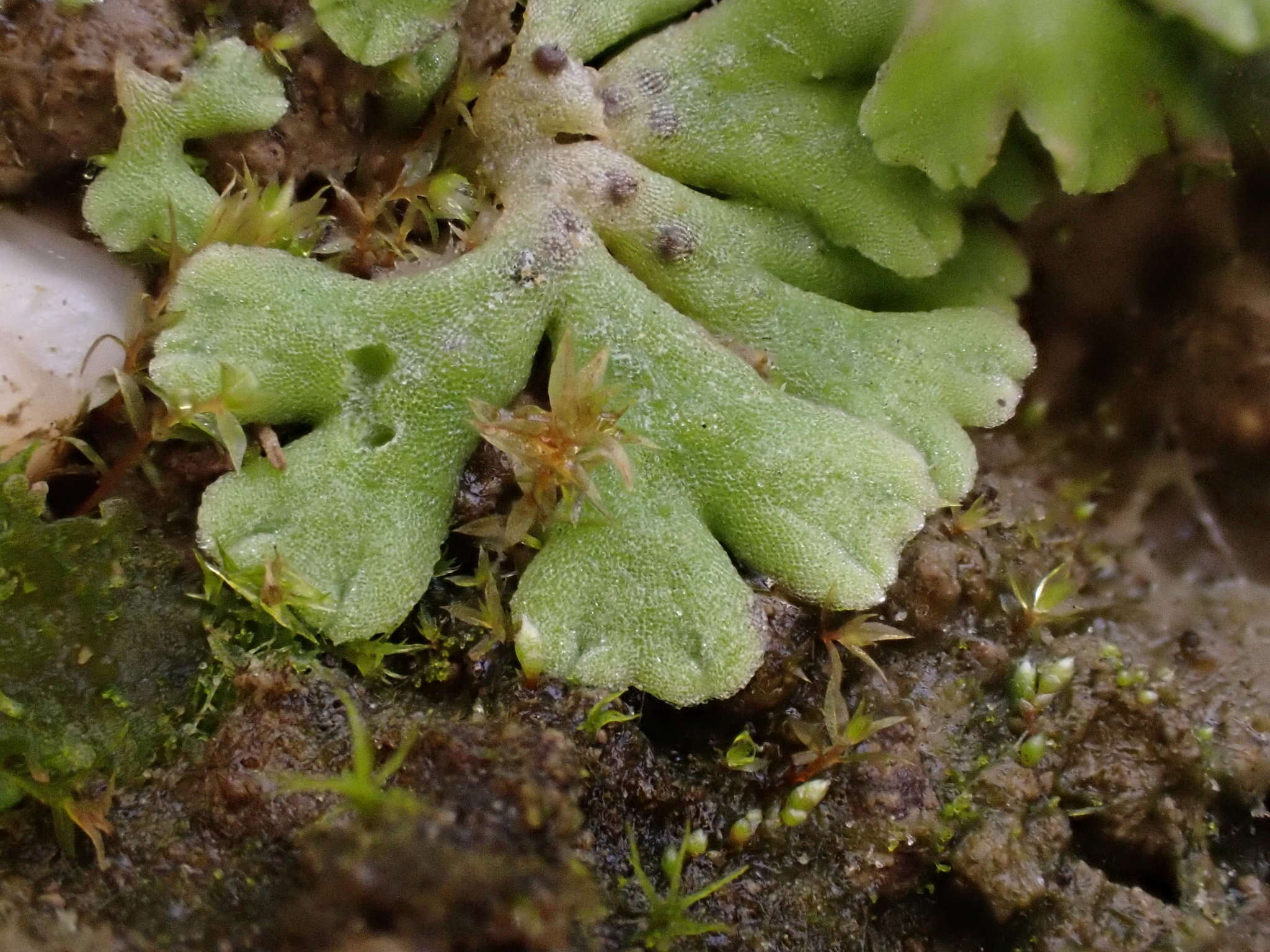 Image of Riccia bifurca Hoffm.