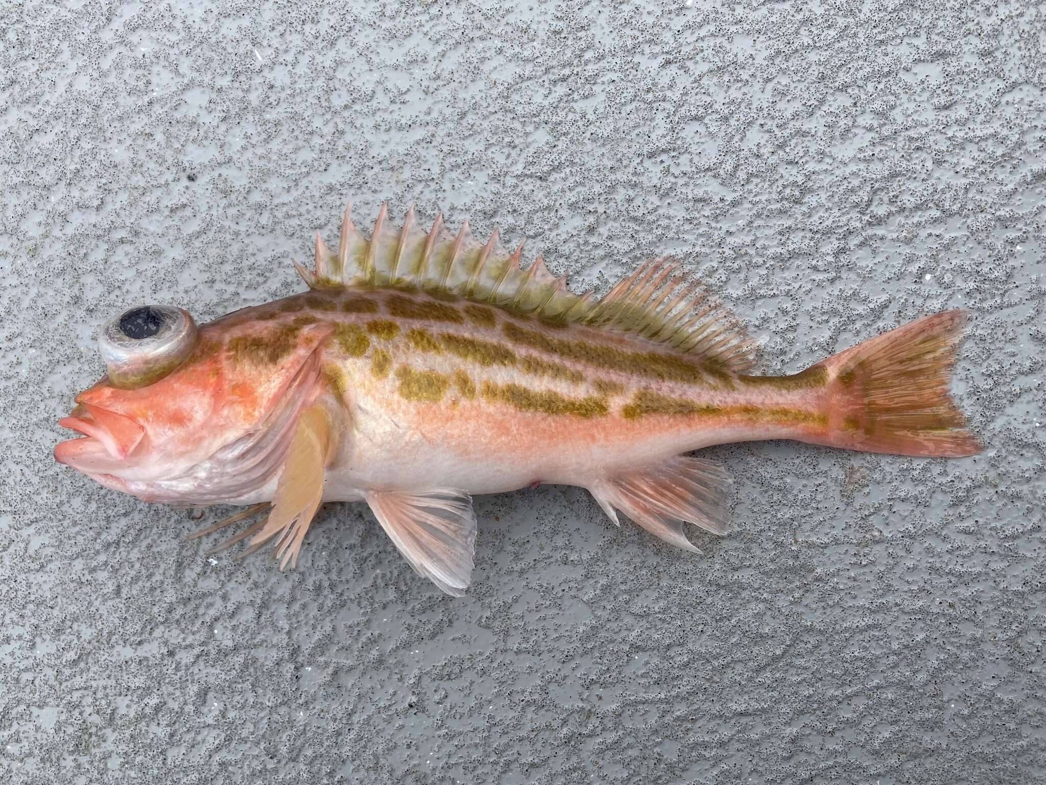 Image of Greenstriped rockfish