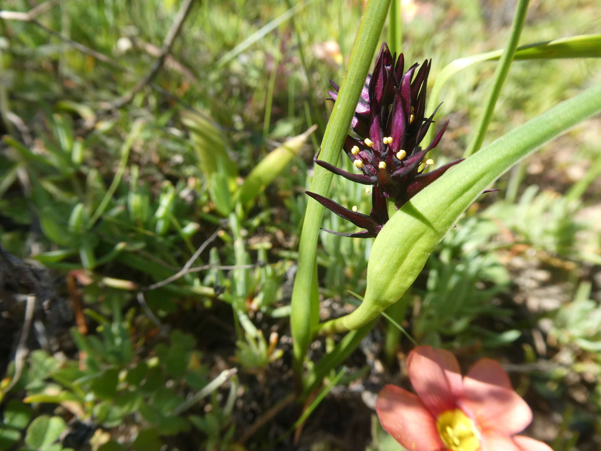 Image of Wurmbea marginata (Desr.) B. Nord.