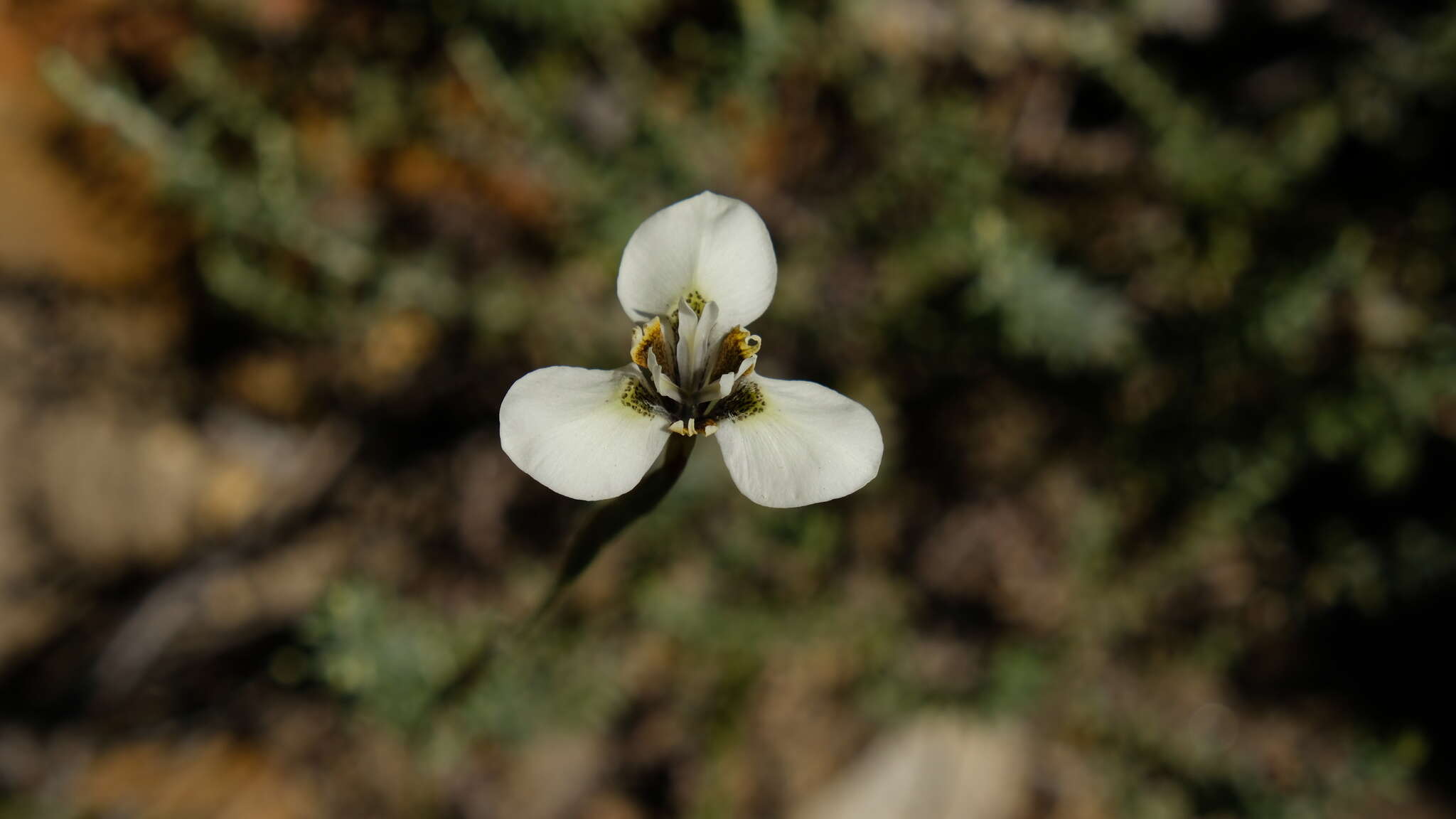 Moraea tricuspidata (L. fil.) G. J. Lewis resmi