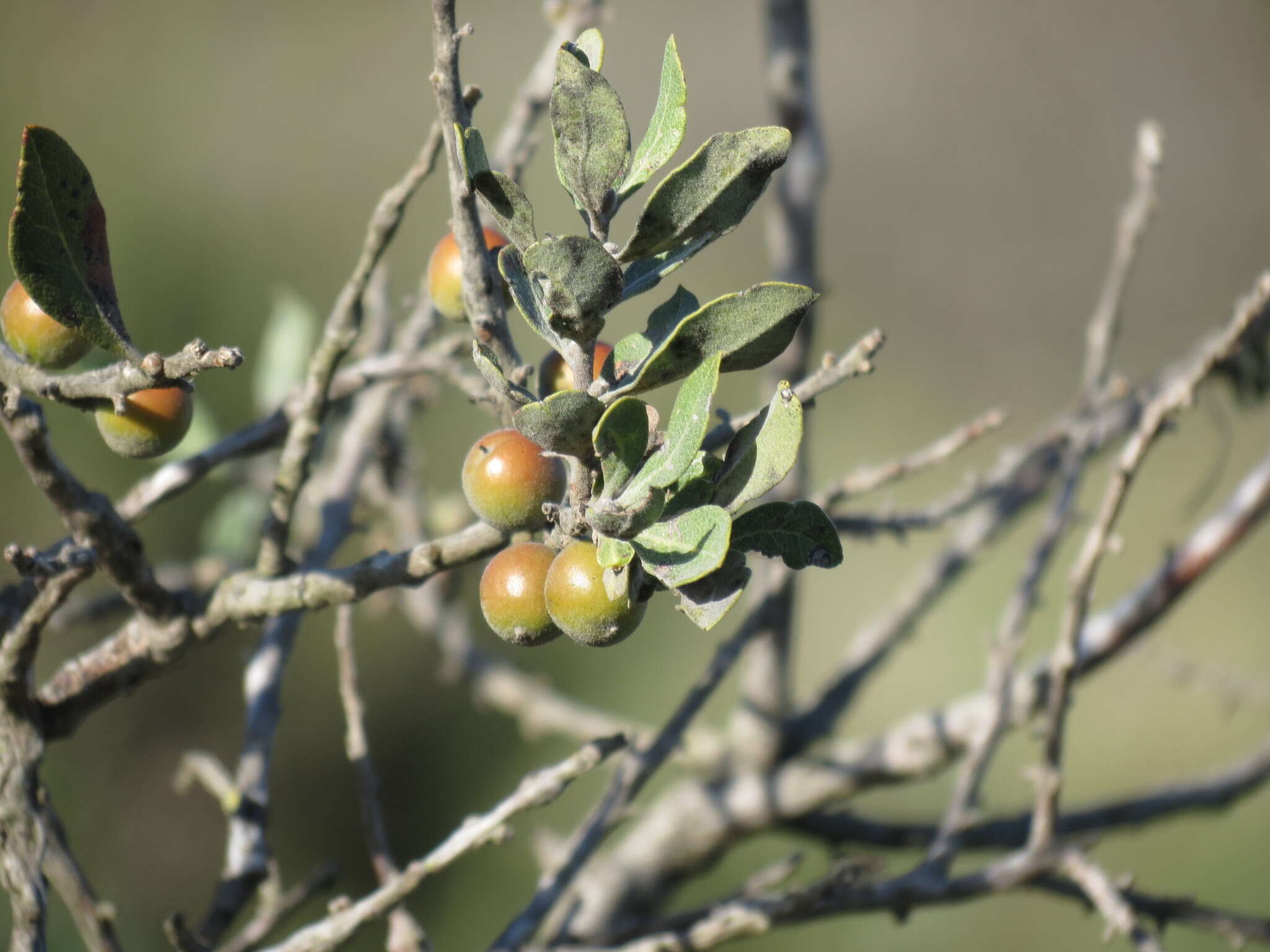 Sivun Euclea tomentosa E. Mey. ex A. DC. kuva