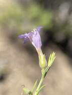 Plancia ëd Penstemon linarioides subsp. sileri (Gray) D. D. Keck