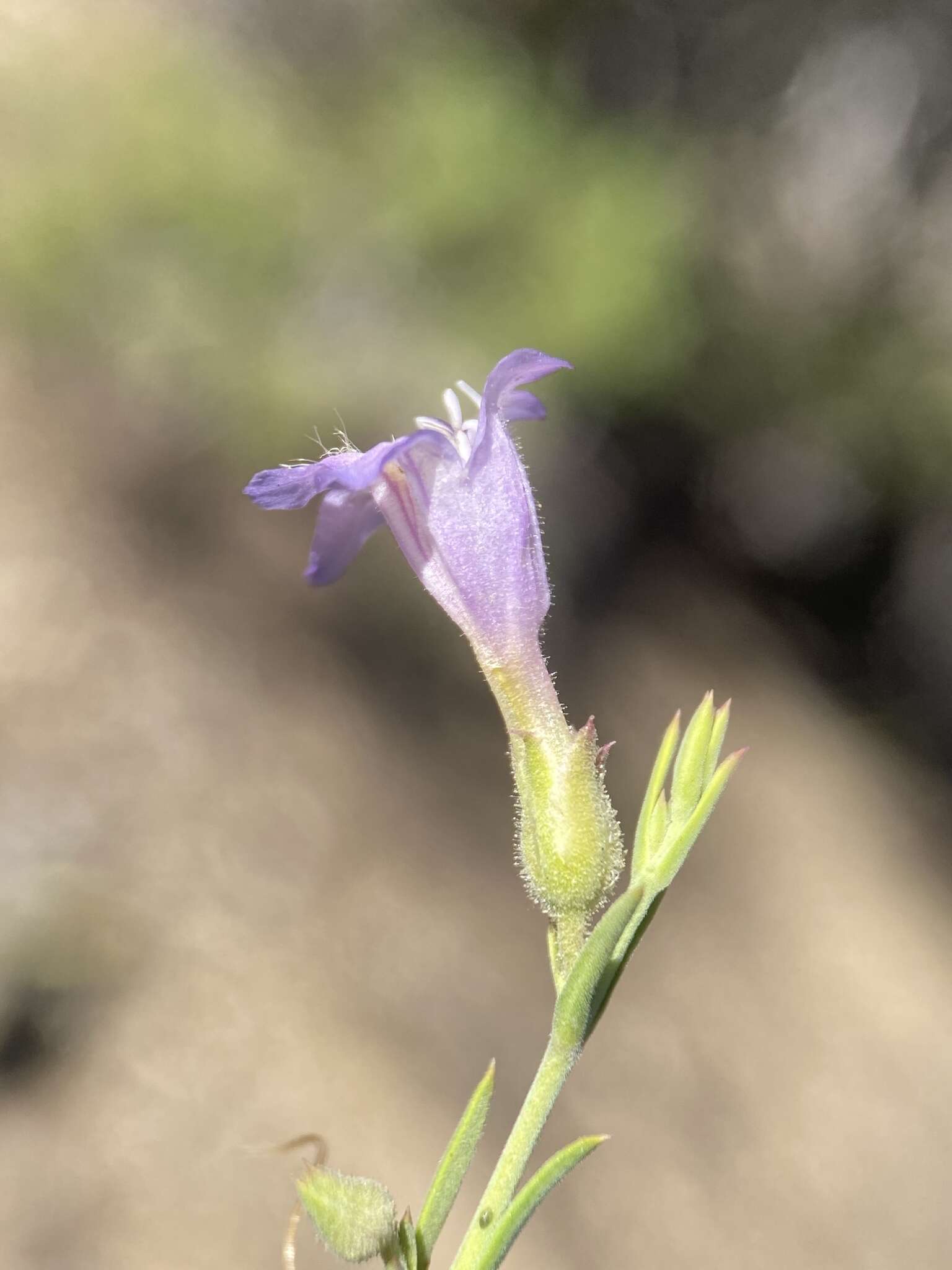 Plancia ëd Penstemon linarioides subsp. sileri (Gray) D. D. Keck