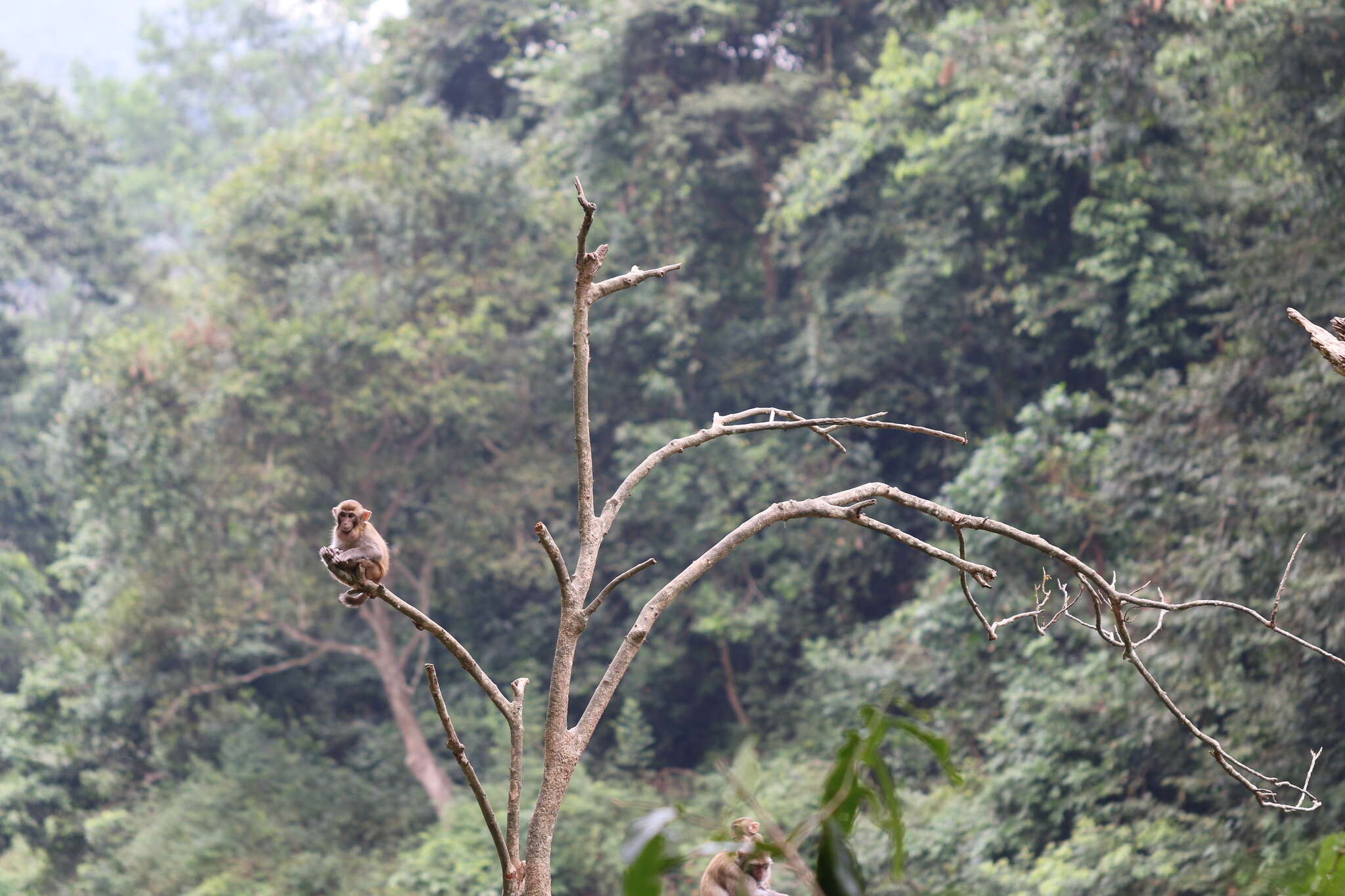 Image of Rhesus Monkey