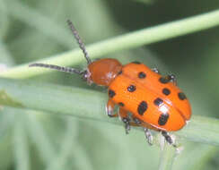 Image of Spotted asparagus beetle