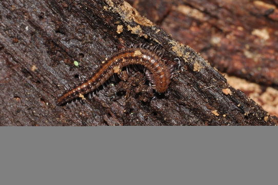 Image of <i>Mastigona mutabilis</i> (Latzel 1884)