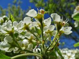 Image de Crataegus mollis (Torr. & Gray) Scheele