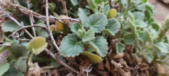 Lafuentea rotundifolia Lag. resmi