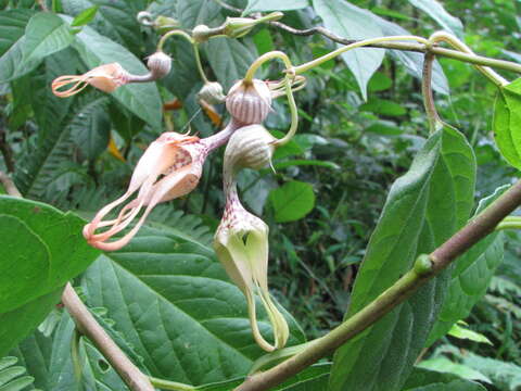 Image of Ceropegia decaisneana Wight