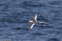 Image of Red-billed Tropicbird