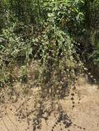 Image of yellowstem bushmallow