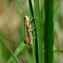 Image of Chorthippus (Chorthippus) albomarginatus subsp. albomarginatus (De Geer 1773)