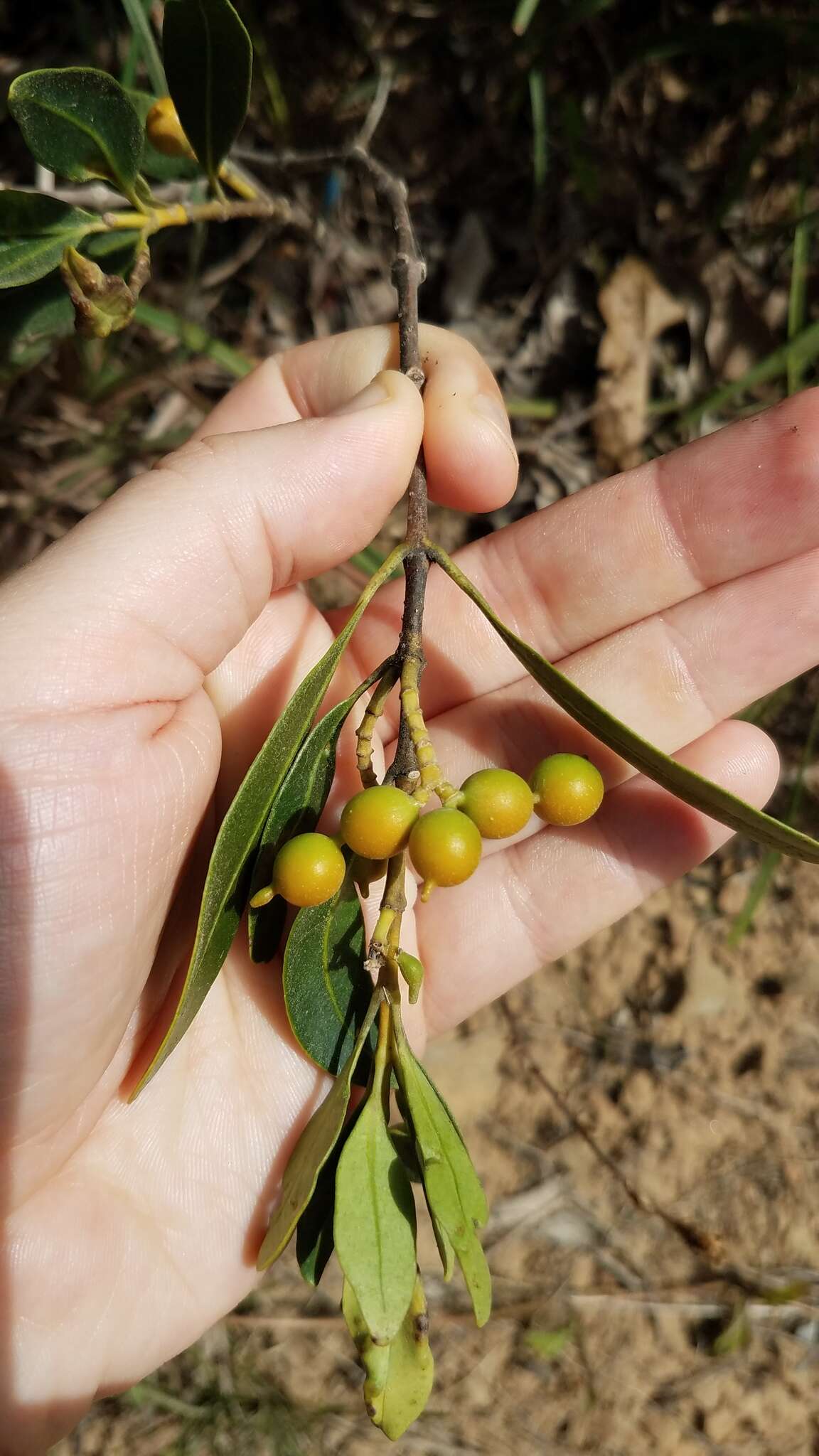 Image of Alyxia spicata R. Br.