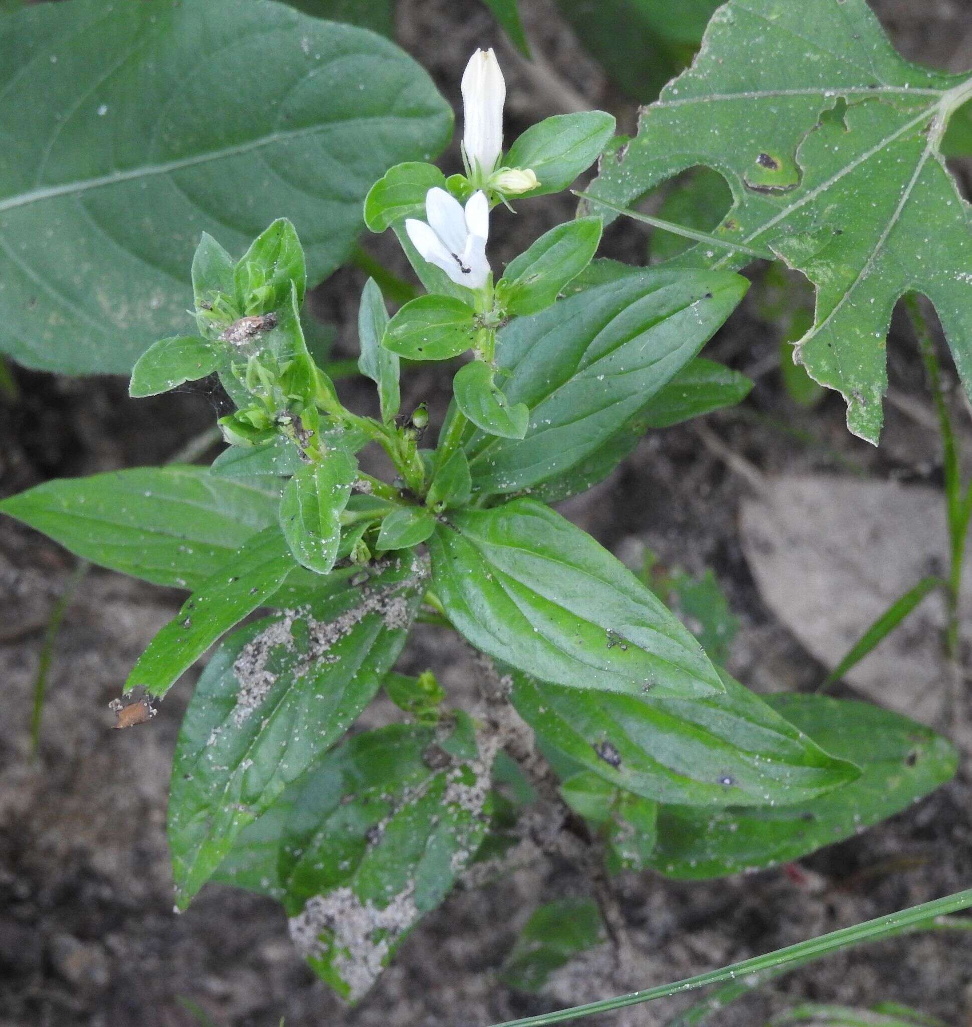 Image of Texas pinkroot