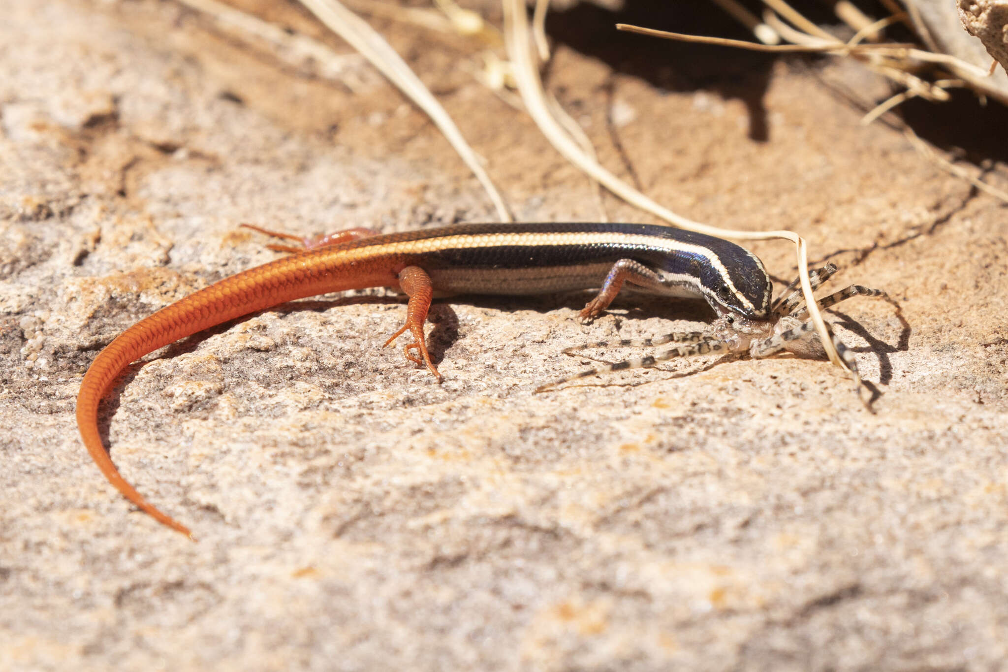 Image of Lined Firetail Skink