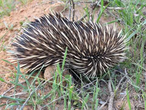 Image of Tachyglossus aculeatus acanthion (Collett 1884)