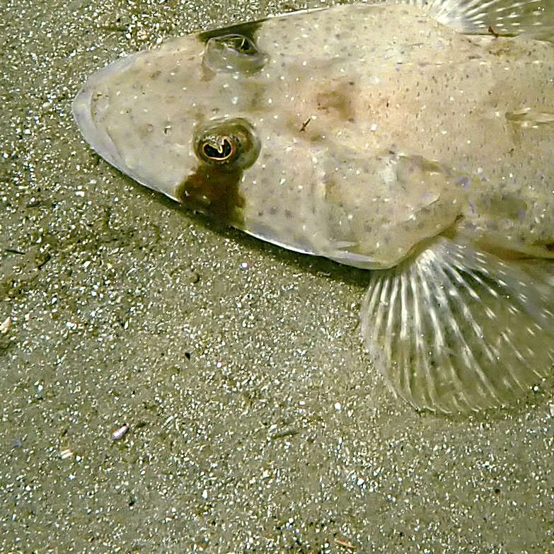 Image of Bass flathead