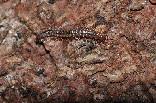 Image of <i>Iulogona tirolensis</i>
