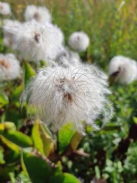 Imagem de Clematis integrifolia L.