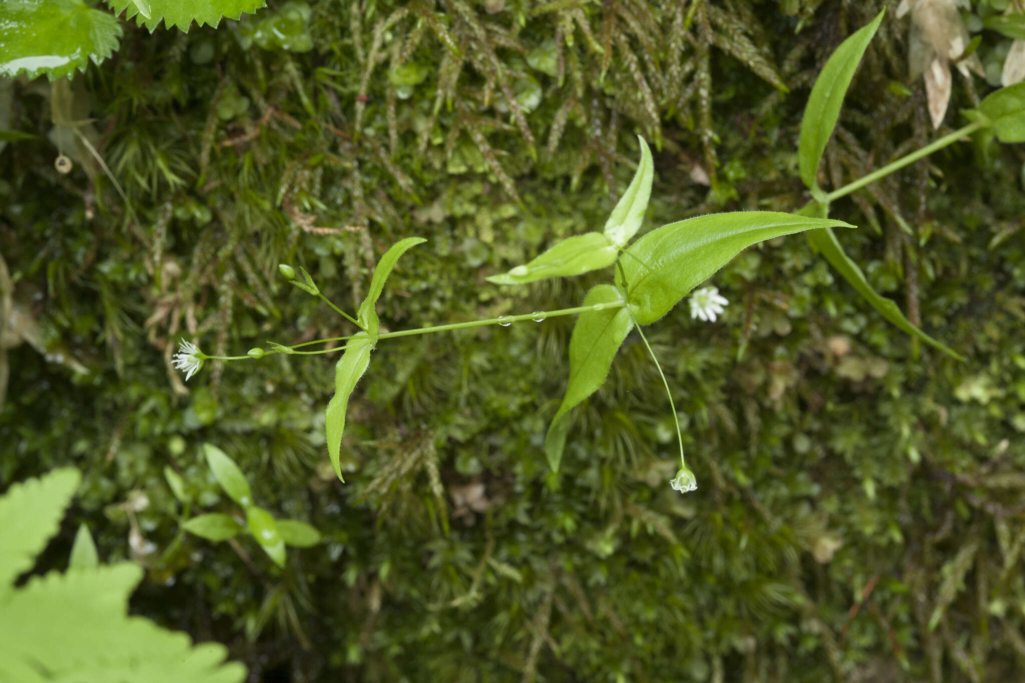 Imagem de Stellaria fenzlii Regel