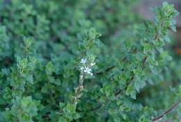 Слика од Cromidon decumbens (Thunb.) O. M. Hilliard