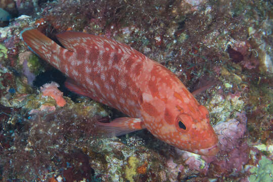 صورة Cephalopholis leopardus (Lacepède 1801)