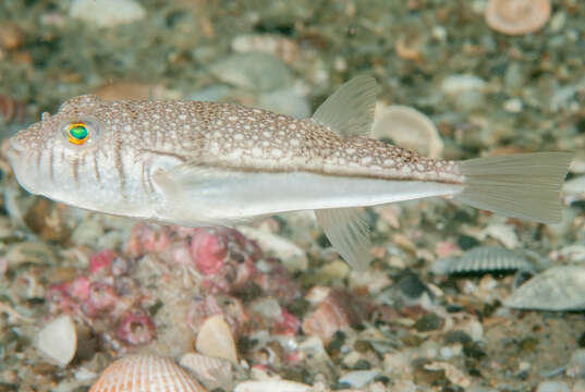 Image of Banded Toadfish