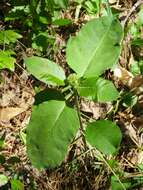 Image of redring milkweed