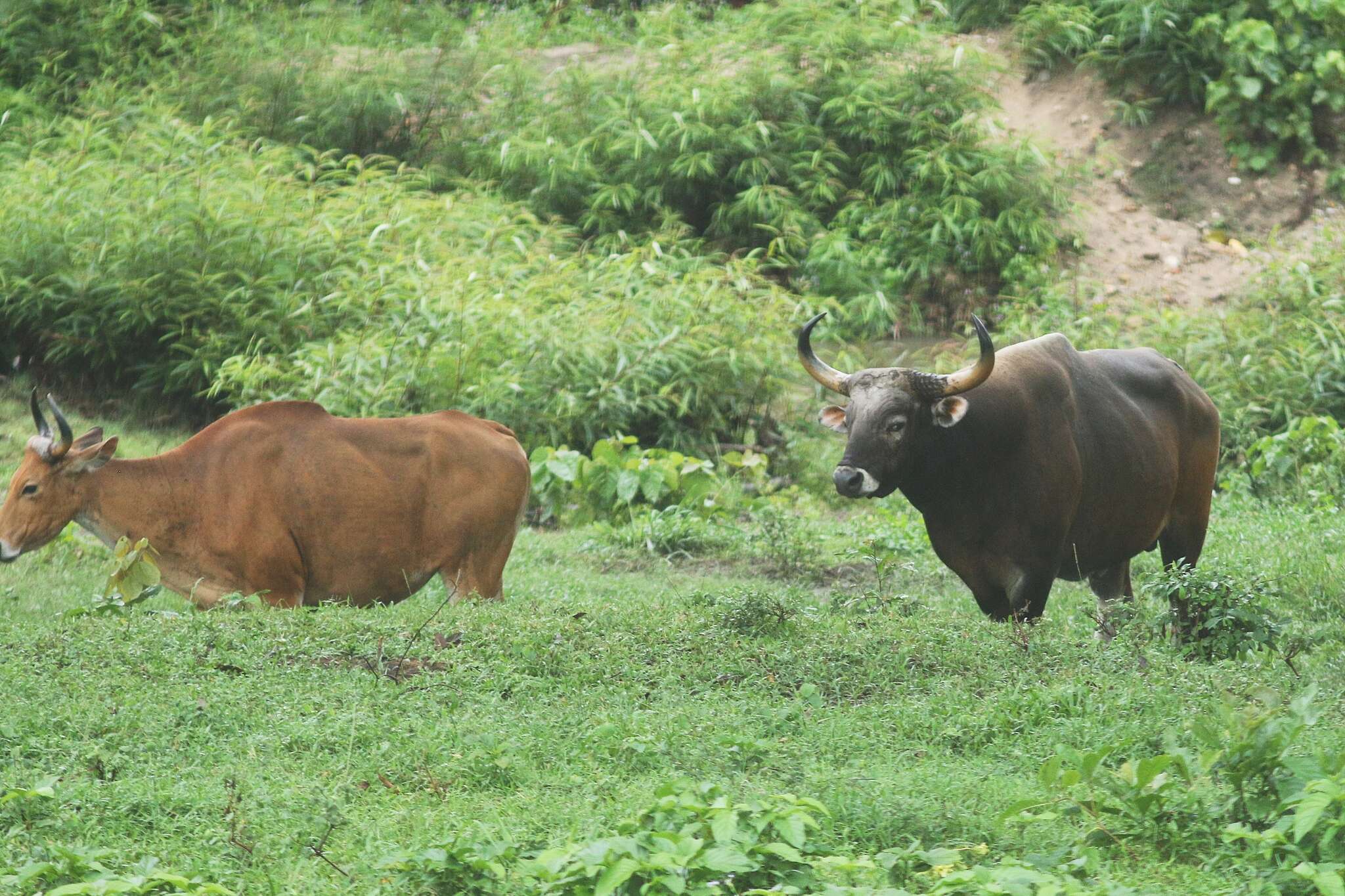 Bos javanicus d'Alton 1823 resmi