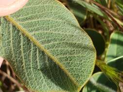 Image of Edwards Plateau hoarypea