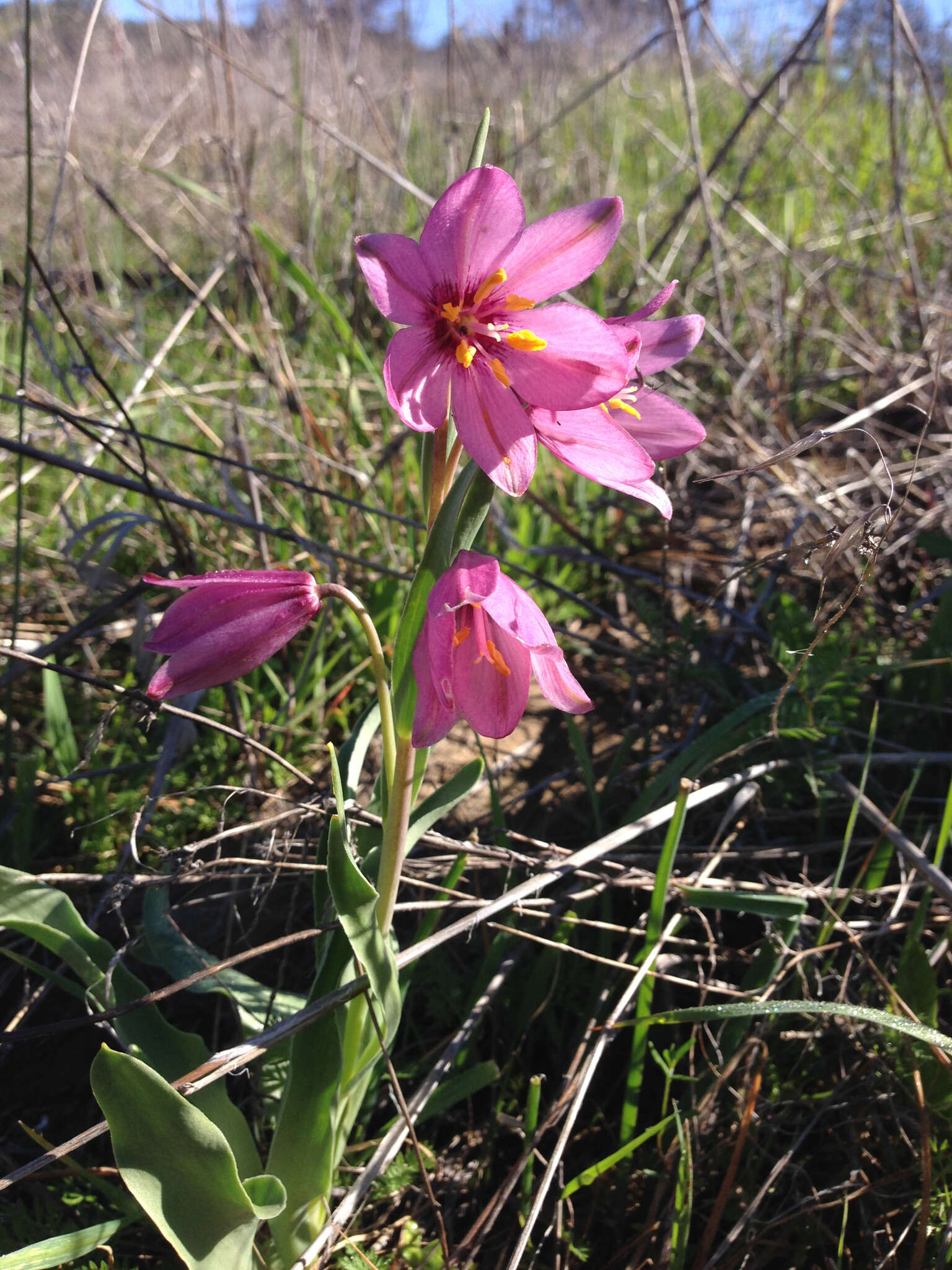 Image of adobe lily