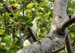 Image of Pied Imperial Pigeon